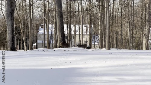 3 deers in the backyard covered with snow after the snow storm in winter