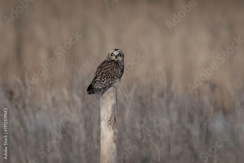 Short-eared owl (Asio flammeus)