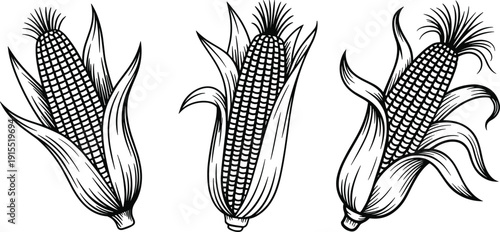 Hand drawn corn cob vector set, maize ear line art illustration, organic farm harvest vegetable engraving style bundle