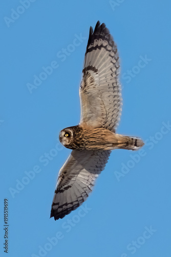 Short-eared owl (Asio flammeus)