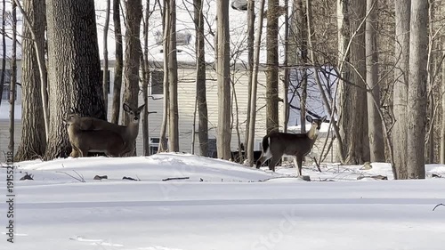 3 deers in the backyard covered with snow after the snow storm in winter