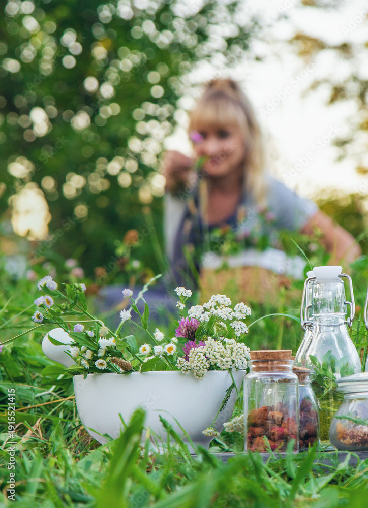 Fototapeta premium A woman in the garden collects medicinal herbs for tinctures and alternative medicine. Selective focus.