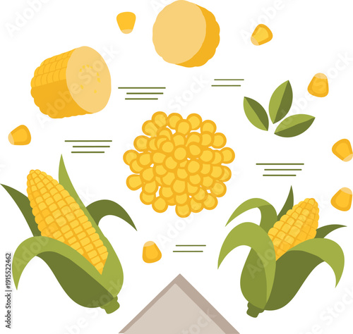Sweet Corn Maize Composition with Kernels Slices and Cobs Fresh Organic Farm Vegetable Food Vector Illustration