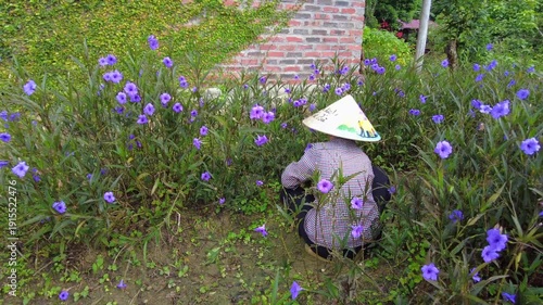 Vietnam 02,21,2026 Elderly Vietnamese woman wearing a traditional Vietnamese hat tends to plants and flowers while gardening in her home garden - traditional life in Vietnam