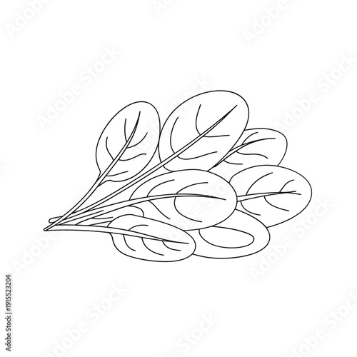 Simple line drawing of a cluster of leafy greens possibly spinach