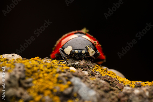 Macro photo of a ladybug 