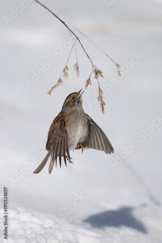 Dunnock (Prunella modularis)