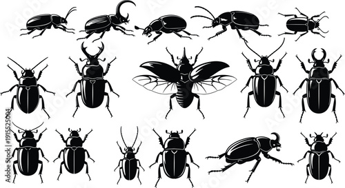 Beetle silhouette icon set, insect vector illustration, entomology design for biodiversity, bug morphology art, wildlife species graphic collection