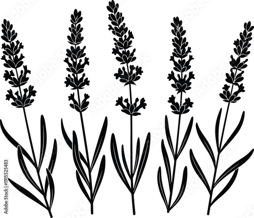 Set of black lavender flower silhouettes with long stems and leaves for floral garden nature wedding and herbal medicine designs,