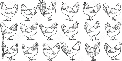 Chicken and Rooster Outline Illustration Set with Farm Poultry Line Art Collection for Agriculture Design, Rural Branding, and Domestic Bird Vector Graphics