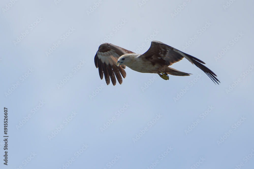 Obraz premium rahminy kite (Haliastur indus) or red-backed sea-eagle soaring in the clear sky. Majestic bird of prey with distinctive white head and chestnut wings in flight.