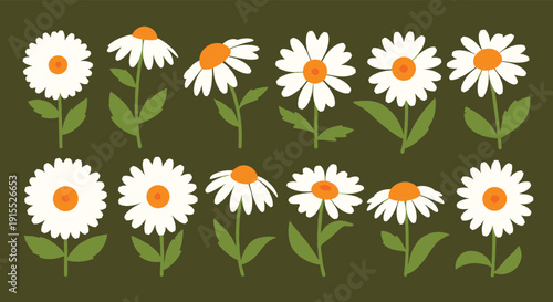 Selection of white daisy flowers with bright orange centers shown in different angles and positions with green stems and leaves.