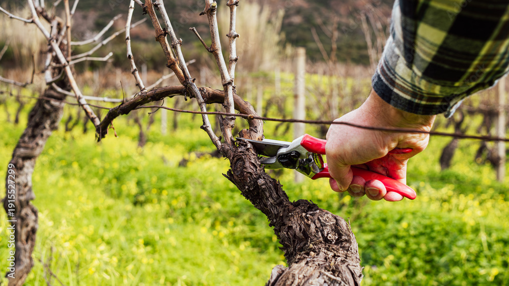 Obraz premium Close-up of the hands of the winemaker pruning the vineyard with professional steel scissors. Traditional agriculture. Winter pruning, Guyot method.