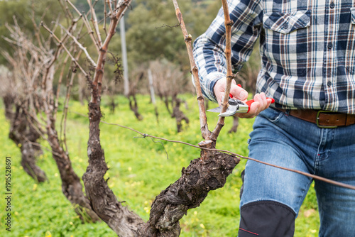 Tableau sur toile Close-up of the hands of the winemaker pruning the vineyard with professional steel scissors