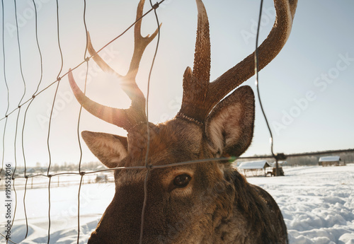 Close-up of a reindeer peering through a metal fence in a snowy field. Snowy Field, Fence Interaction, Winter Wildlife, Curious Gaze