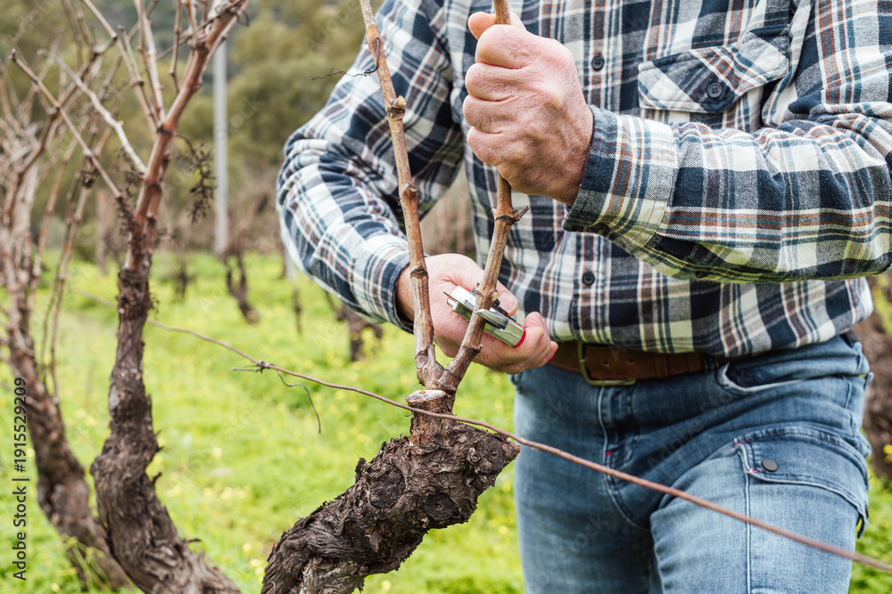 Obraz premium Close-up of the hands of the winemaker pruning the vineyard with professional steel scissors. Traditional agriculture. Winter pruning, Guyot method.