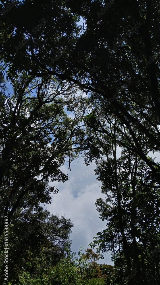 Obraz premium trees in the forest