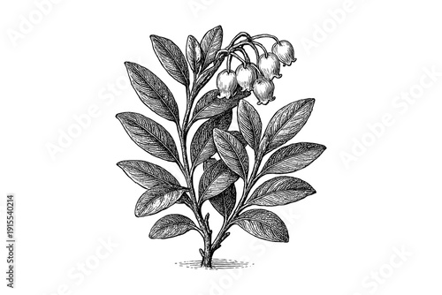 Detailed botanical drawing of a flowering plant with leaves