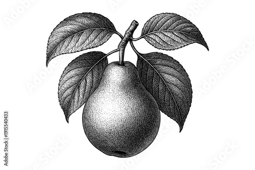 Detailed vintage pear with leaves in engraving style