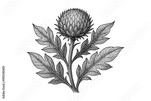 Intricate botanical engraving of a thistle plant with detailed leaves and flower head