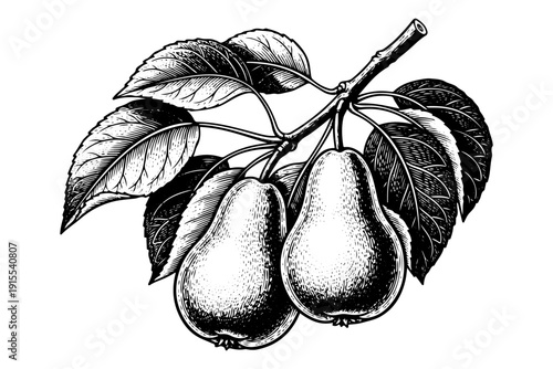 Vintage Pear Branch Engraving Style. Vector Hand Drawn Illustration of Organic Fruit with Leaves.
