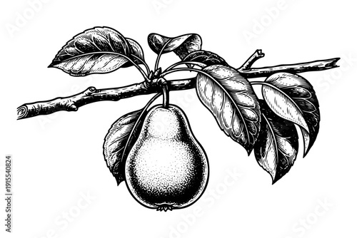Vintage Pear Branch Engraving Style. Vector Hand Drawn Illustration of Organic Fruit with Leaves.