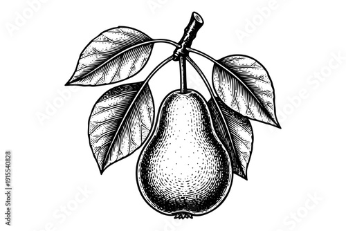Vintage Pear Branch Engraving Style. Vector Hand Drawn Illustration of Organic Fruit with Leaves.