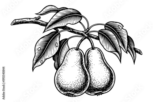 Vintage Pear Branch Engraving Style. Vector Hand Drawn Illustration of Organic Fruit with Leaves.