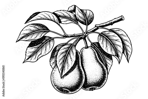Vintage Pear Branch Engraving Style. Vector Hand Drawn Illustration of Organic Fruit with Leaves.