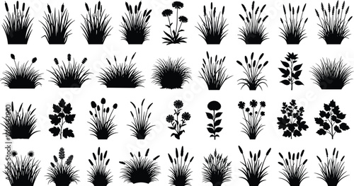 Big set of black grass silhouettes isolated on white background, collection of wild meadow plants, reeds, and weeds for nature design.