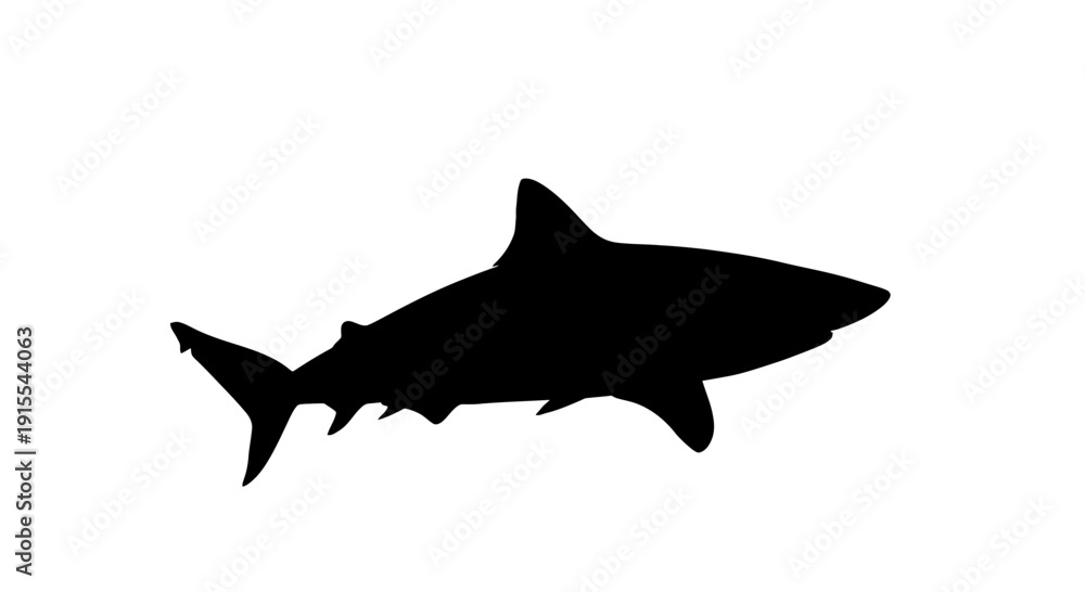 Obraz premium Silhouette of a Great White Shark swimming in the ocean.