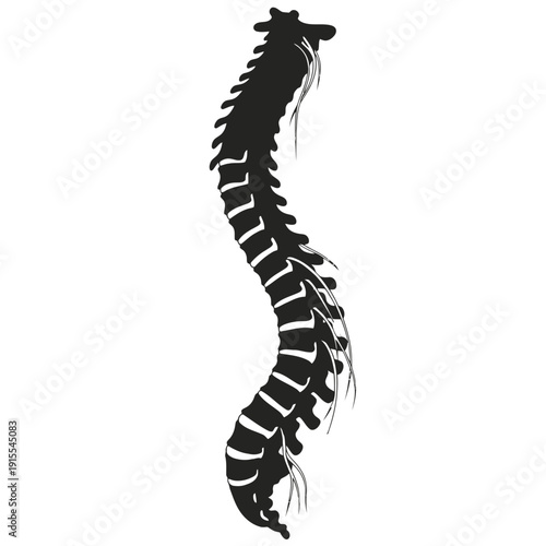 vector illustration of a human spine