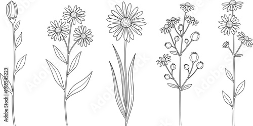 Botanical wildflower line art, daisy and chamomile stems, minimalist floral outline, black and white vector illustration set isolated on background