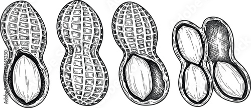 Black and white peanut illustration set, cad drawing flat vector illustration, hand drawn nut collection, vintage engraved food graphic design