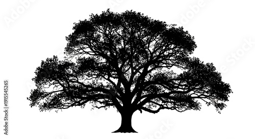 Silhouette of a Majestic Oak Tree with Spreading Branches.