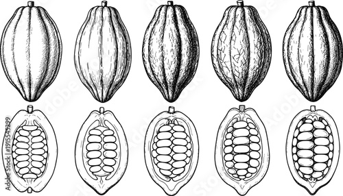 Cacao pod botanical illustration set, cad drawing flat vector illustration, vintage engraved cocoa fruit collection isolated on white