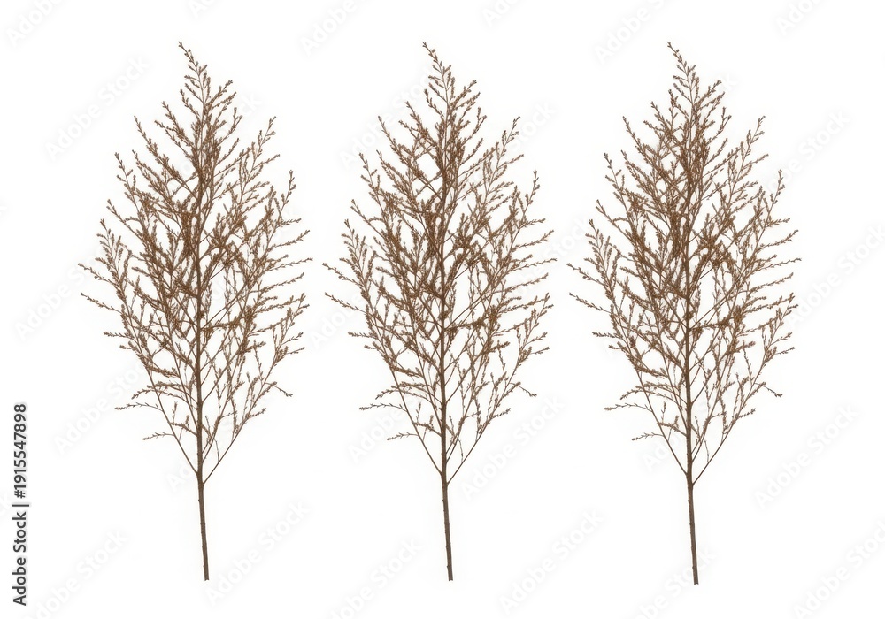 Fototapeta premium Illustration of three bare trees with thin branches on white background