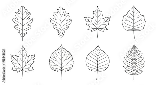 A detailed illustration of various leaf shapes and structures Vector