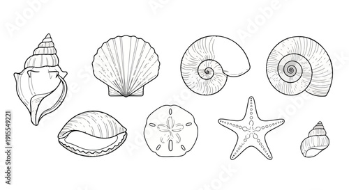 A diverse collection of seashells and starfish in intricate black and white line drawings Vector