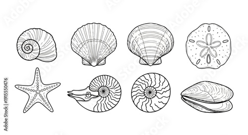 A diverse collection of intricate seashell illustrations showcasing various shapes and patterns Vector