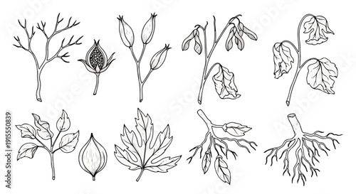Illustrations of various leaves and seeds showcasing diversity in plant life Vector