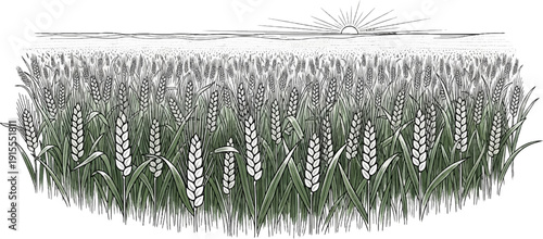 Close-up of a sunlit wheat field with distant horizon and rays