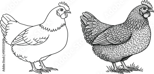 Chicken Outline and Engraving Style Illustration Set with Detailed Hen Line Art for Farm Animal Design, Agriculture Graphics, and Poultry Vector Collection