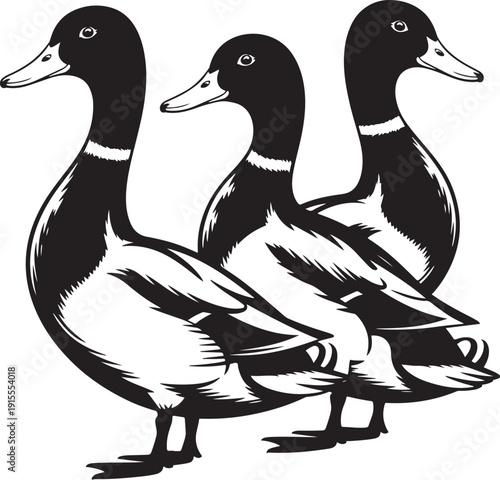 Monochrome three mallard ducks standing in a row on a transparent background for avian animal design