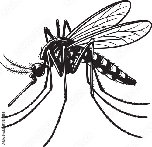Detailed mosquito insect profile showing wings and legs in scientific style