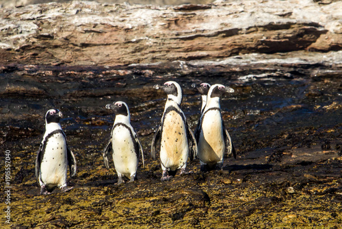 A small group of African Penguins (Spheniscus demersus) on the bare rocky shores of Halifax Island in Namibia, looking in different direction,