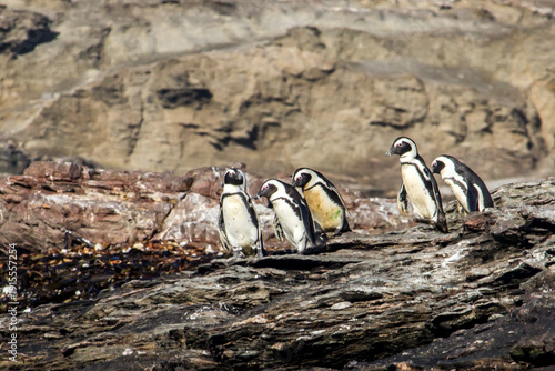 Photos A small group of African Penguins, waddling down the bare rocky slopes of Halifa