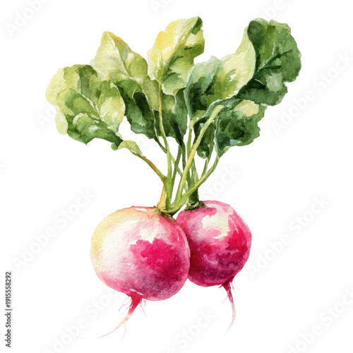 Fresh Radishes with Green Leaves in Vibrant Watercolor Style
