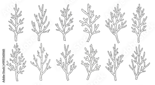 A collection of intricate and diverse botanical illustrations showcasing various plant species Vector