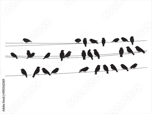 Bird silhouettes sitting on power lines, Sparrow and bullfinch birds flock on power wires Silhouette Vector Illustration Isolated on White Background